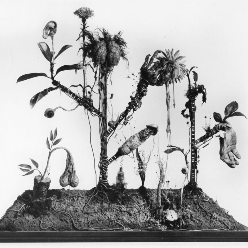 Greffe et symbiose